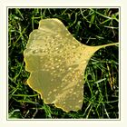 Ginkgo Blatt