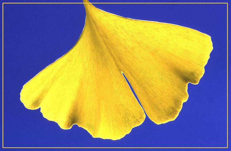 Ginkgo-Blatt