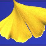 Ginkgo-Blatt