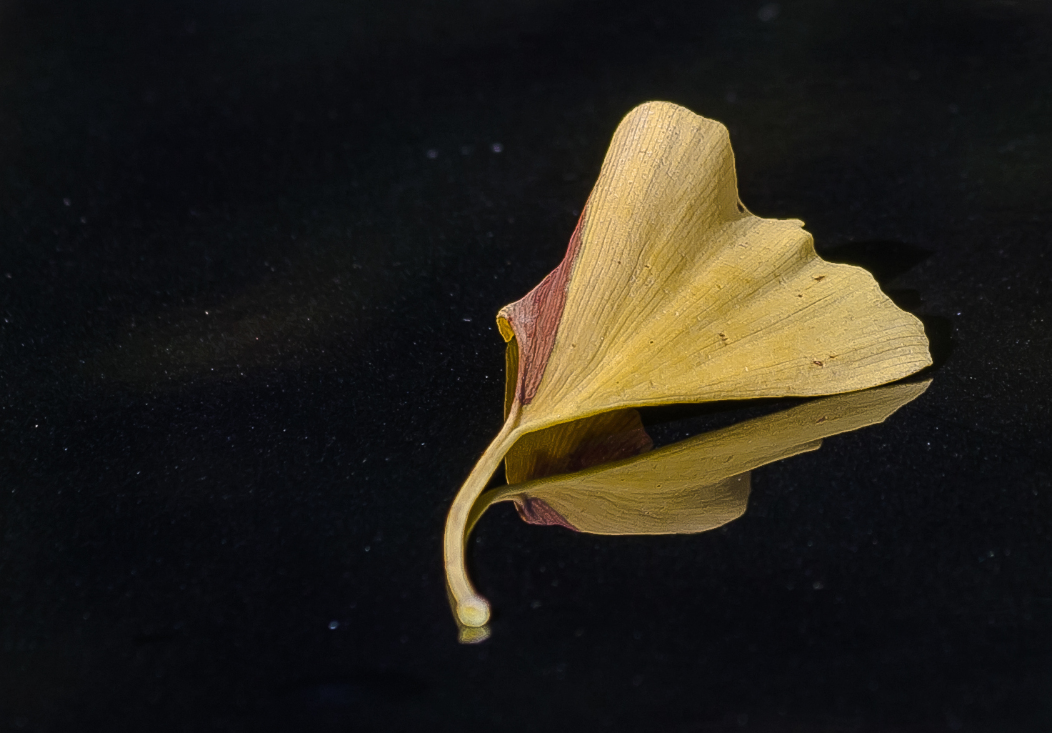 Ginkgo Blatt gespiegelt...