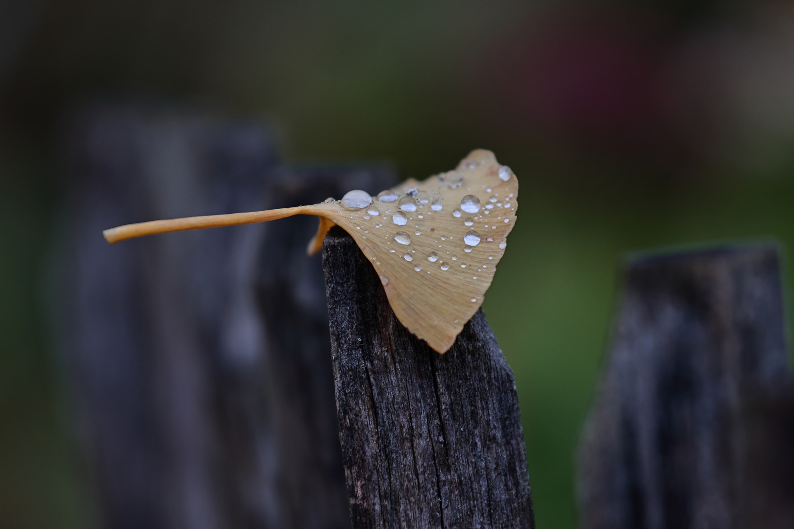 Ginkgo-Blatt im Regen.....