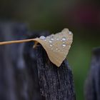 Ginkgo-Blatt im Regen.....