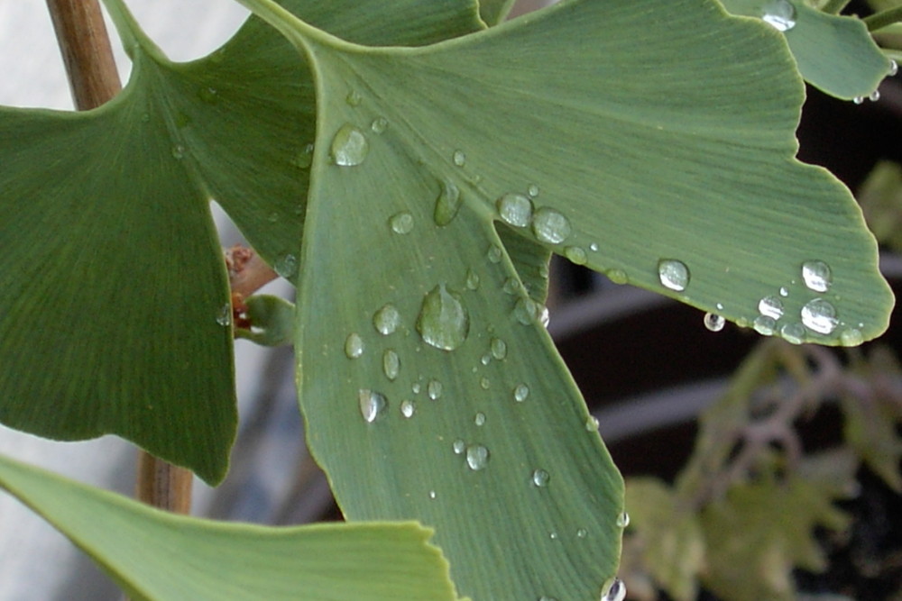 Ginkgo-Blatt mit Wassertropfen