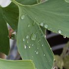 Ginkgo-Blatt mit Wassertropfen