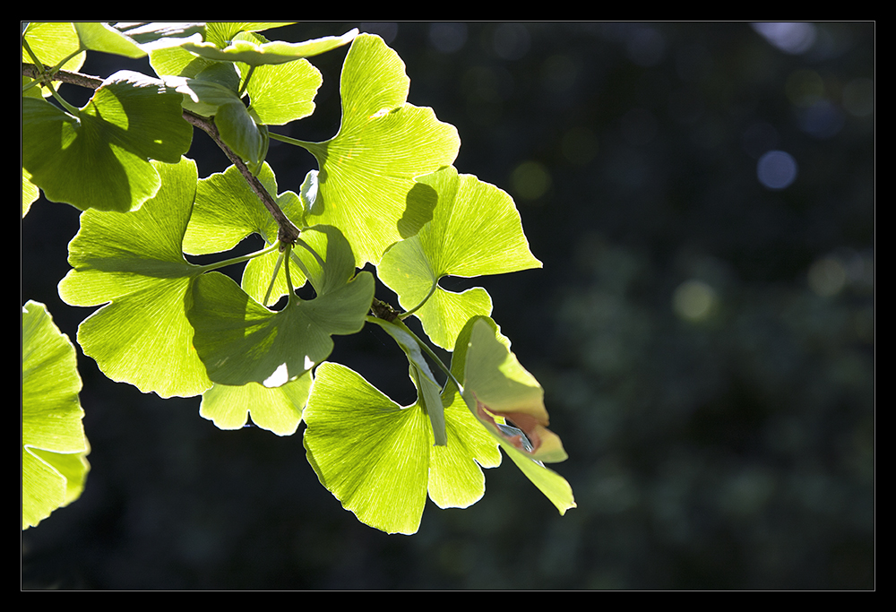 Ginkgo