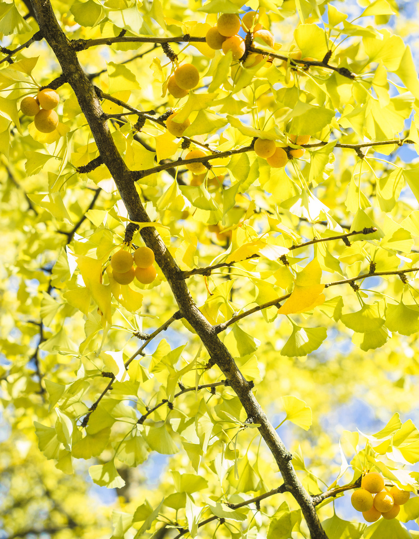 Ginkgo