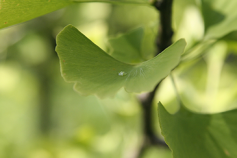 Ginkgo