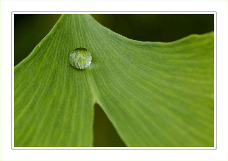 Ginkgo