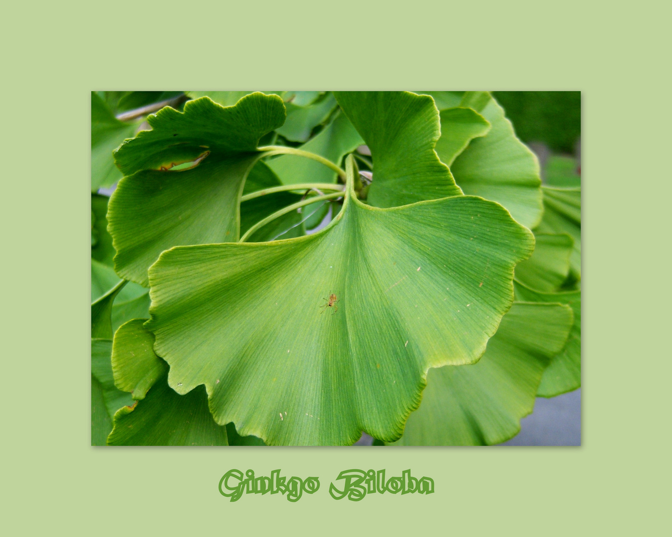 Ginkgo - der Jahrtausendbaum