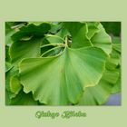 Ginkgo - der Jahrtausendbaum