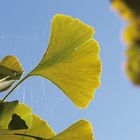 Ginkgo