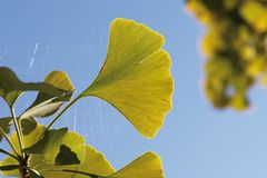 Ginkgo