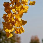 Ginkgo