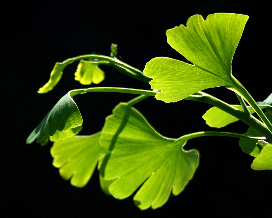 Ginkgo