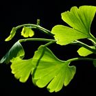 Ginkgo