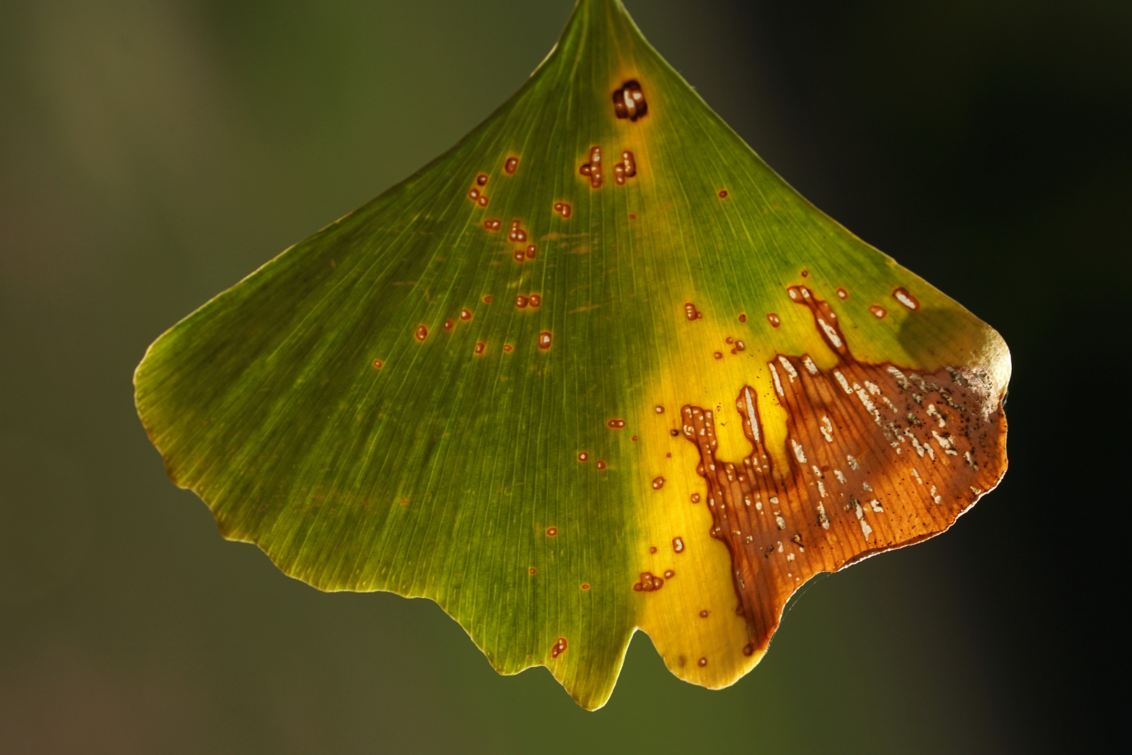 Ginkgo - ein besonderes Blatt