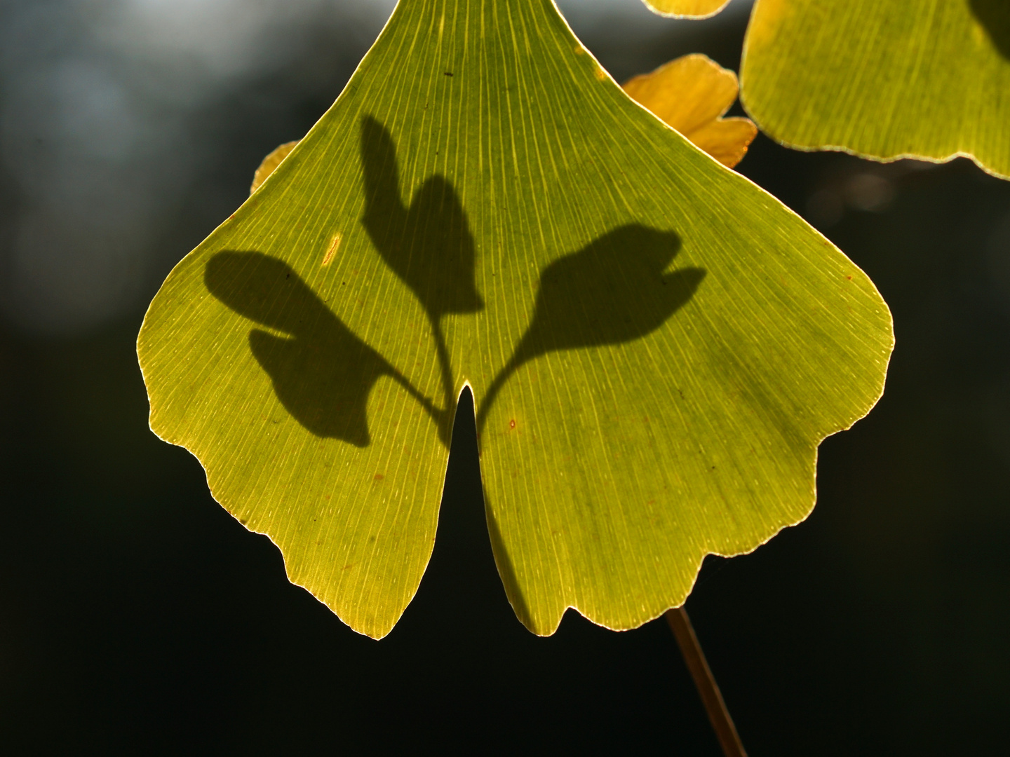 Ginkgo - ein faszinierender Baum