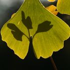 Ginkgo - ein faszinierender Baum