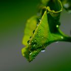 Ginkgo - ein Symbol...