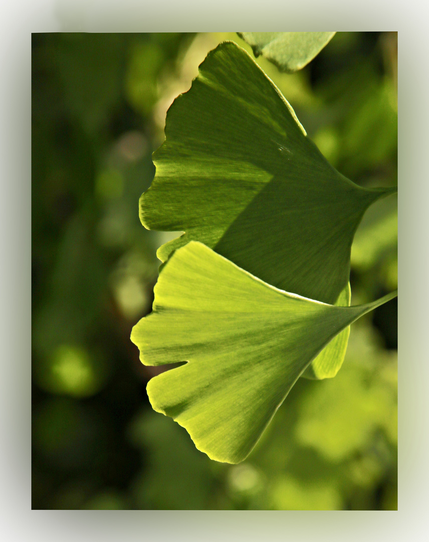 Ginkgo