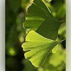 Ginkgo