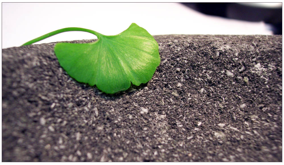 Ginkgo folium