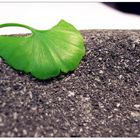 Ginkgo folium