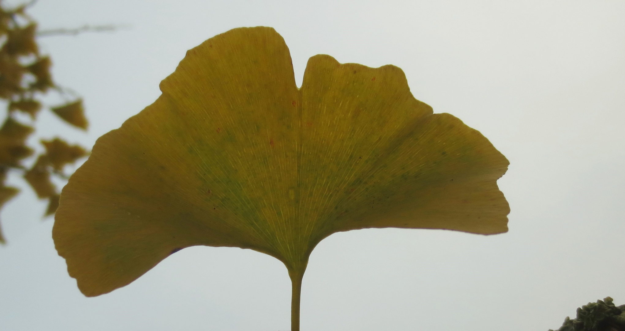 Ginkgo gen Himmel