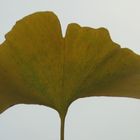 Ginkgo gen Himmel