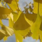  Ginkgo Herbstgold