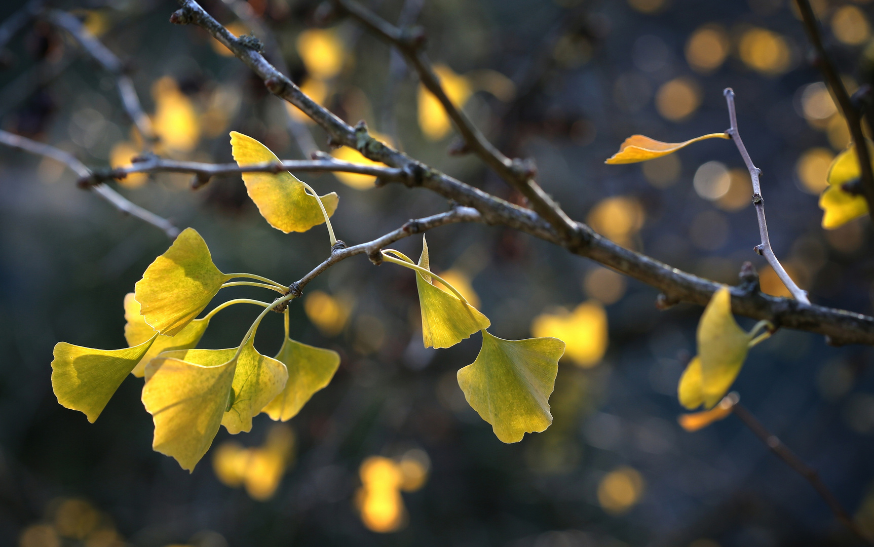 Ginkgo im Herbst