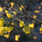 Ginkgo im Herbst