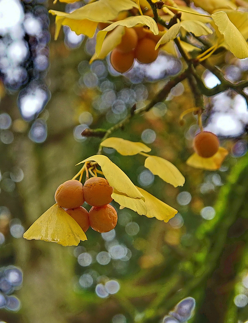 Ginkgo im Herbst