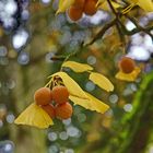 Ginkgo im Herbst