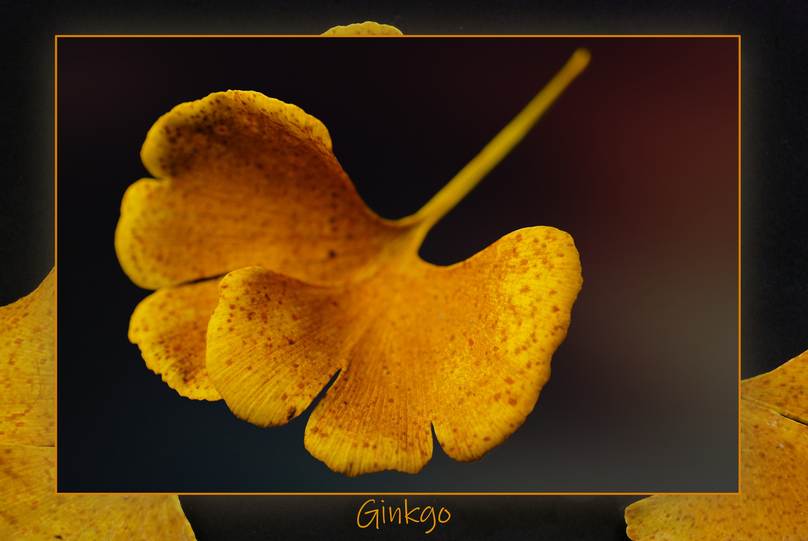 Ginkgo im Herbst