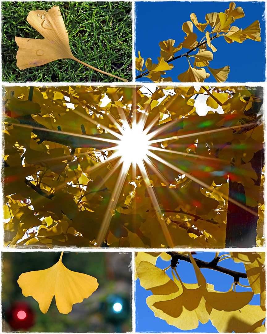 Ginkgo im Herbst