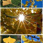 Ginkgo im Herbst