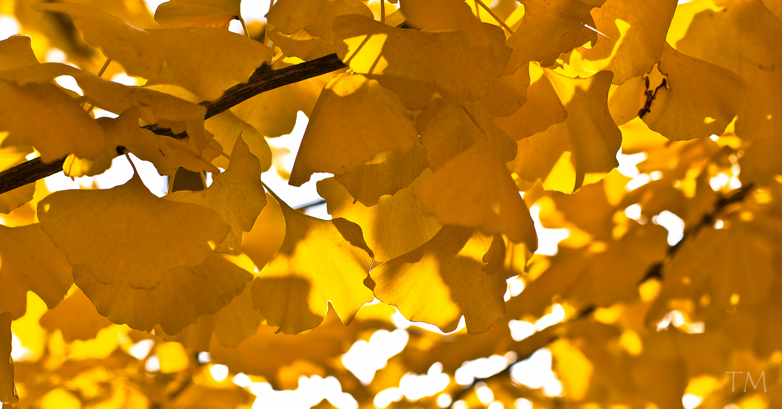 Ginkgo im Herbst