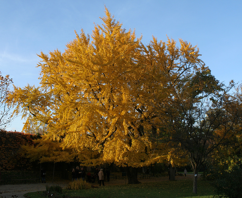 Ginkgo im Herbstgewand (2)