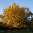 Ginkgo im Herbstgewand (2)