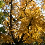 Ginkgo im Herbstgewand