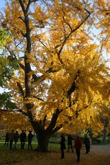 Ginkgo im Herbstgewand