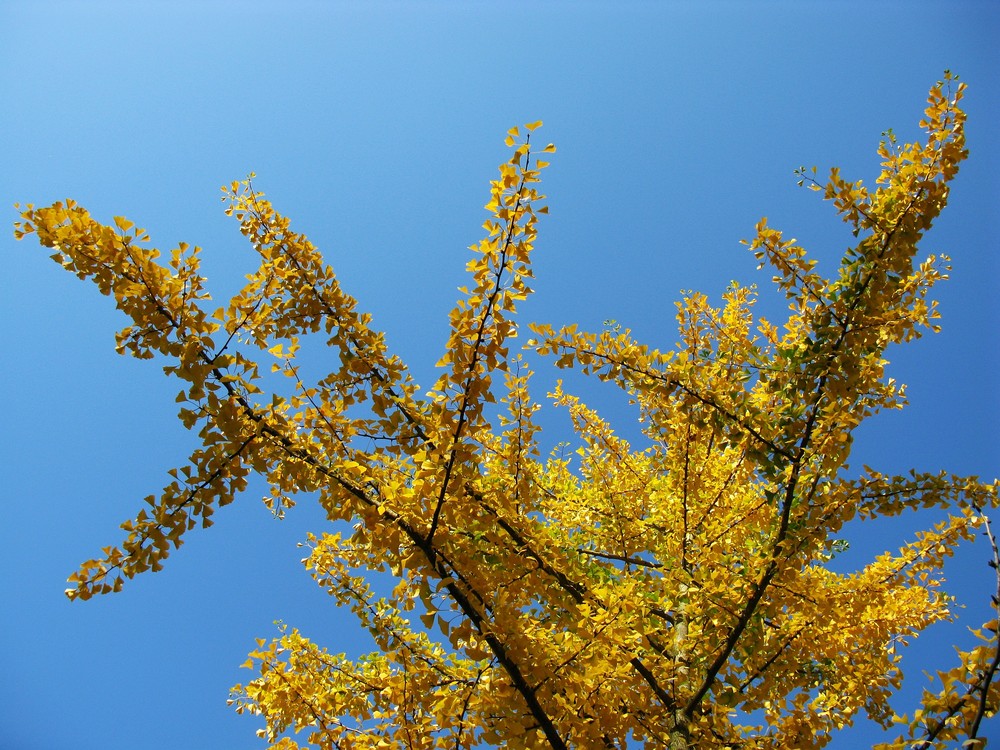 Ginkgo im Herbstkleid