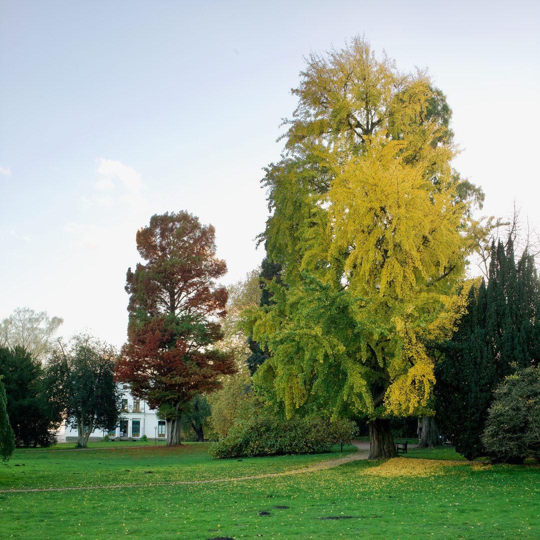 Ginkgo im Jenischpark in Hamburg