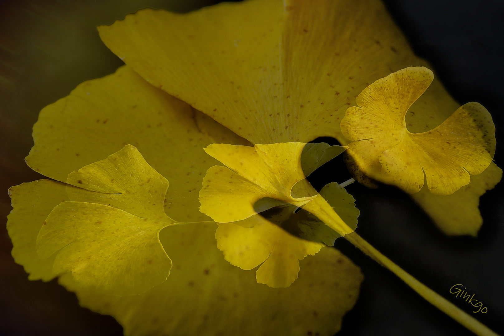 Ginkgo im Quartett