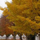 Ginkgo-Impressionen vom Herbstmarkt im Park von Wasserschloss Hülshoff ...