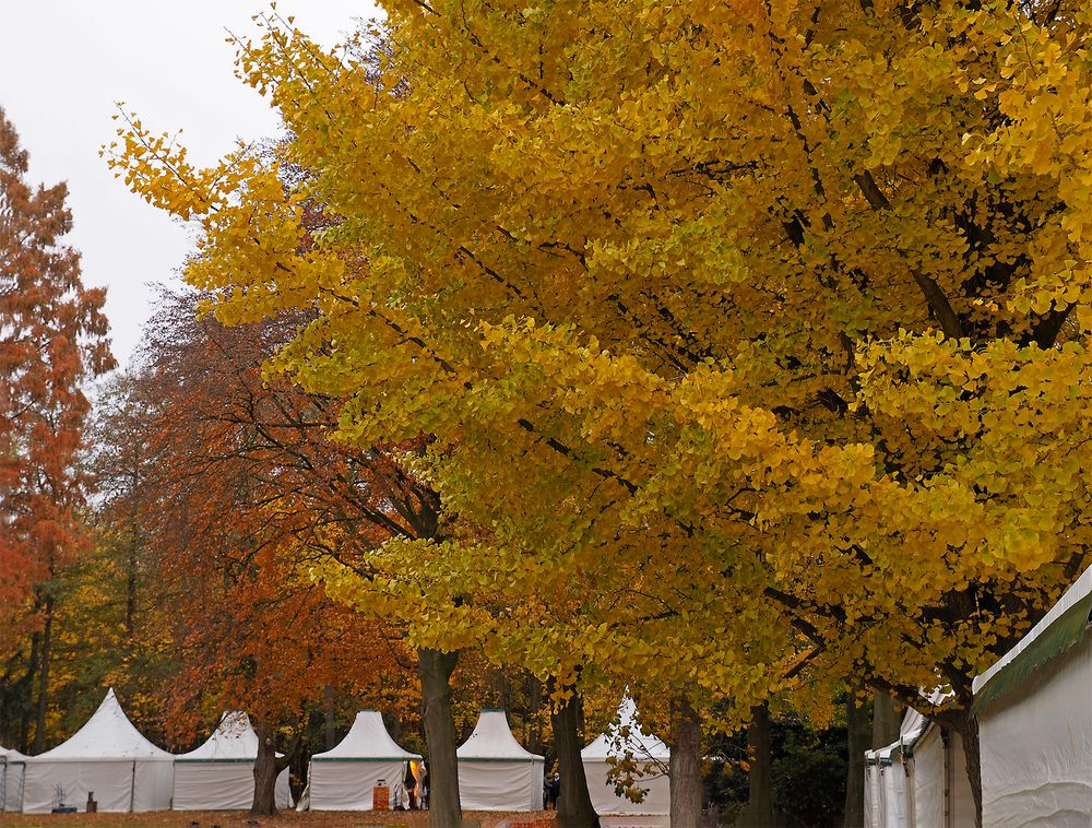 Ginkgo-Impressionen vom Herbstmarkt im Park von Wasserschloss Hülshoff ...