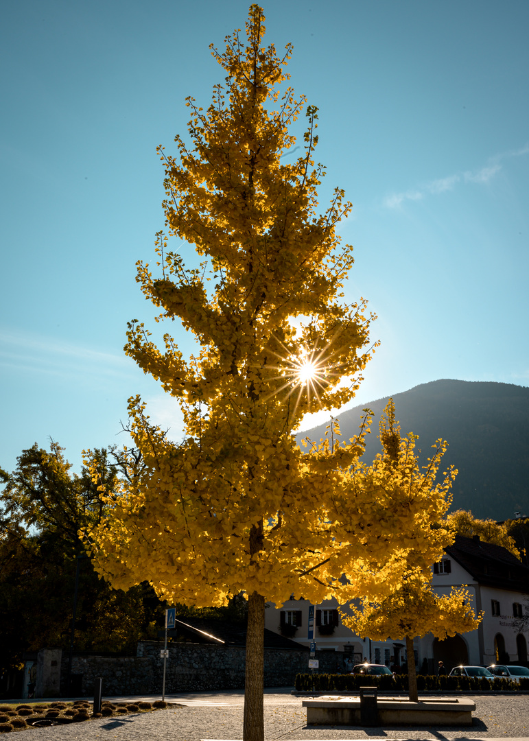 Ginkgo in der Abendsonne