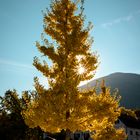 Ginkgo in der Abendsonne