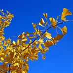 Ginkgo in Herbstfarbe